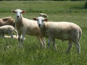 1333-70802d601wo7ywgbvpujlnqr7bllhqqk3i